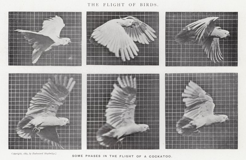 エドワード・マイブリッジ鳥の飛翔」（モノクロ写真 作： エドワード・マイブリッジ