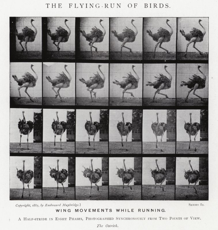 エドワード・マイブリッジ（Eadweard Muybridge）。鳥の飛翔」（モノクロ写真 作： エドワード・マイブリッジ