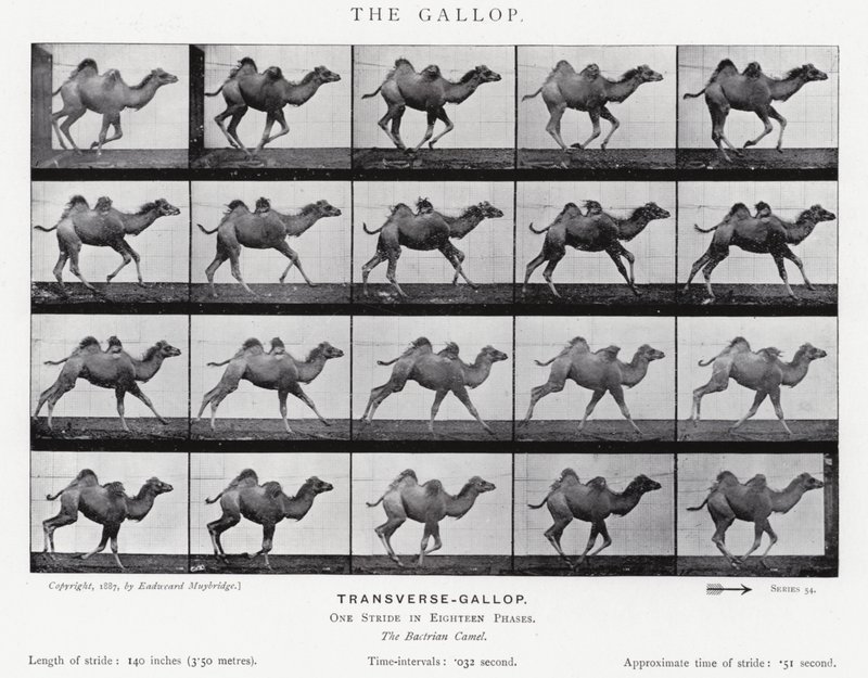 エドワード・マイブリッジギャロップ」（モノクロ写真 作： エドワード・マイブリッジ