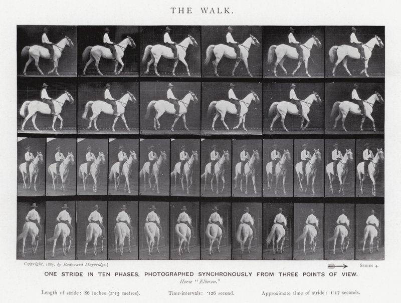▲01)【同梱不可】Eadweard Muybridge/エドワード・マイブリッジ 人間と動物の運動写真/美術解剖学/洋書/A 馬と人間 | ToMuCo - Tokyo Museum Collection