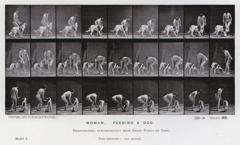 動きのある人間像女性、犬に餌をやる（モノクロ写真 作： エドワード・マイブリッジ