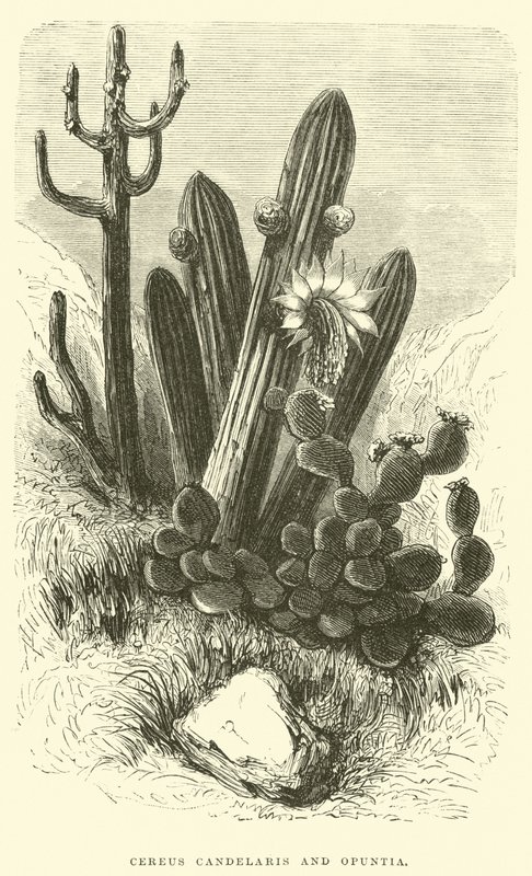 セレウスカデラリスとOpuntia 作： Edouard Riou