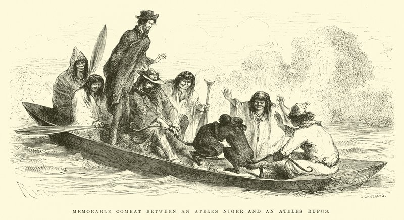 Ateles nigerとAteles rufusの間の印象的な戦闘 作： Edouard Riou
