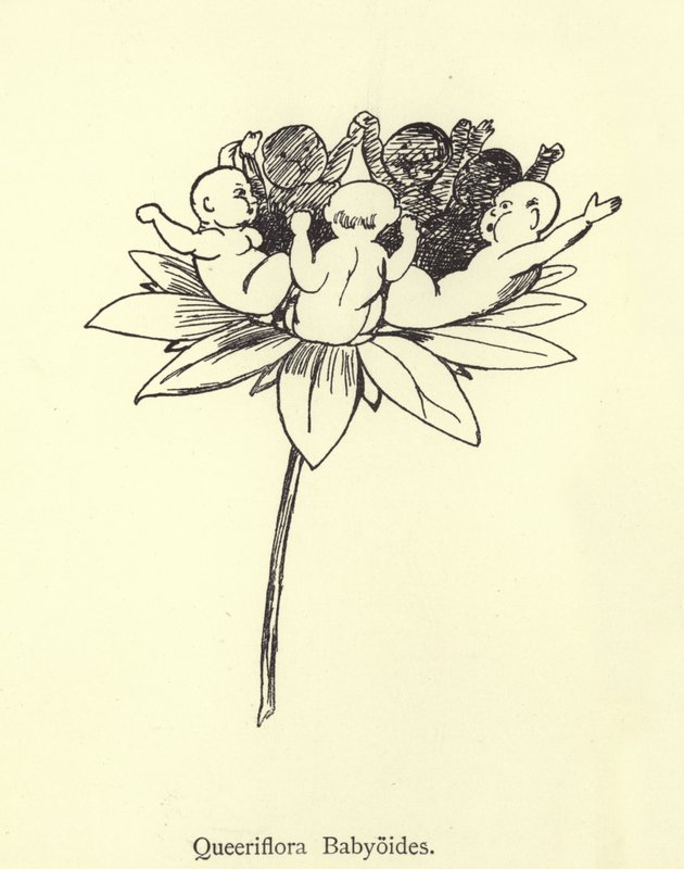 Queeriflora Babyoides 作： エドワード・リア