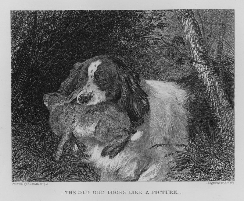 老犬は絵のように見える」（エングレービング 作： エドウィン（後）ランドシーア