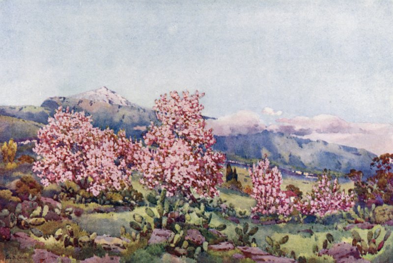 アーモンドの花、オロタバの谷 (カラー リソ) 作： エラデュケイン