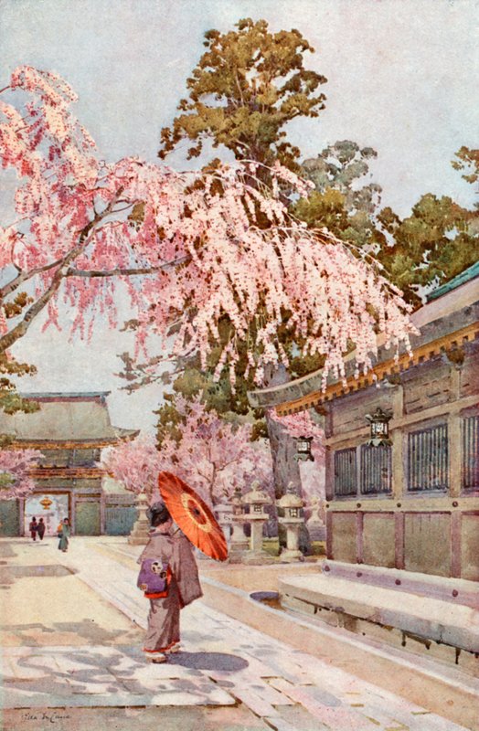 しだれ桜（カラーリソ） 作： エラデュケイン
