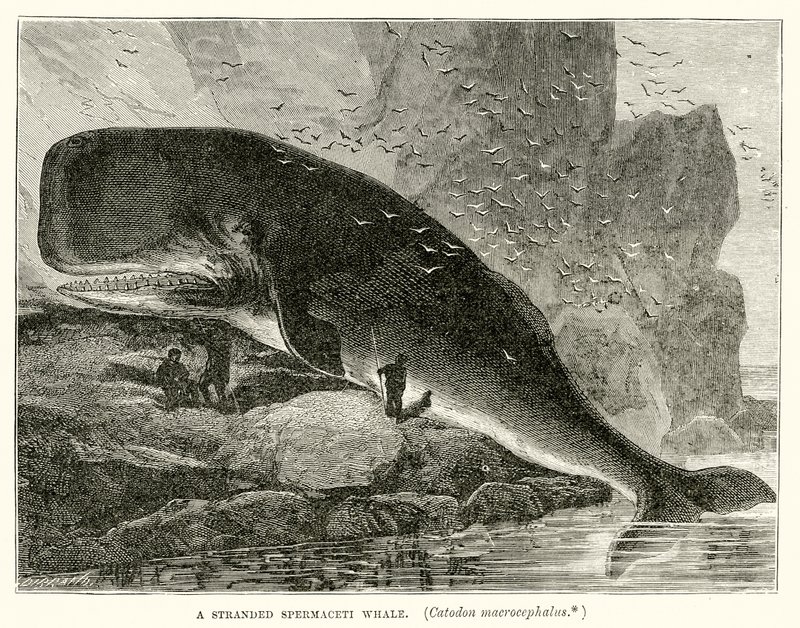 座礁させたマッコウクジラ（Catodon Macrocephalus） 作： 英語学校