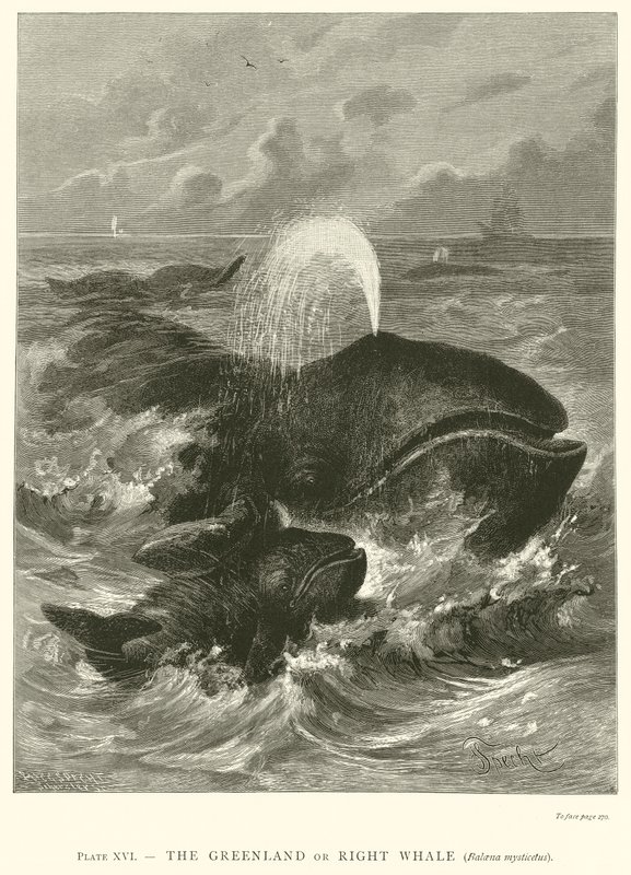 グリーンランドまたはセミクジラ（Balaena Mysticetus） 作： 英語学校