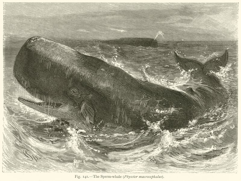 マッコウクジラ（Physeter Macrocephalus） 作： 英語学校