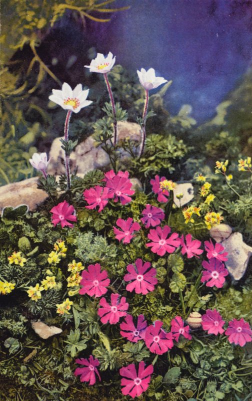 高山の花：ドラバ・アイゾイデス、プリムラ・ミニマ（中央）とアネモネ・バルデンシス（奥）（カラー写真） 作： 英語の写真家