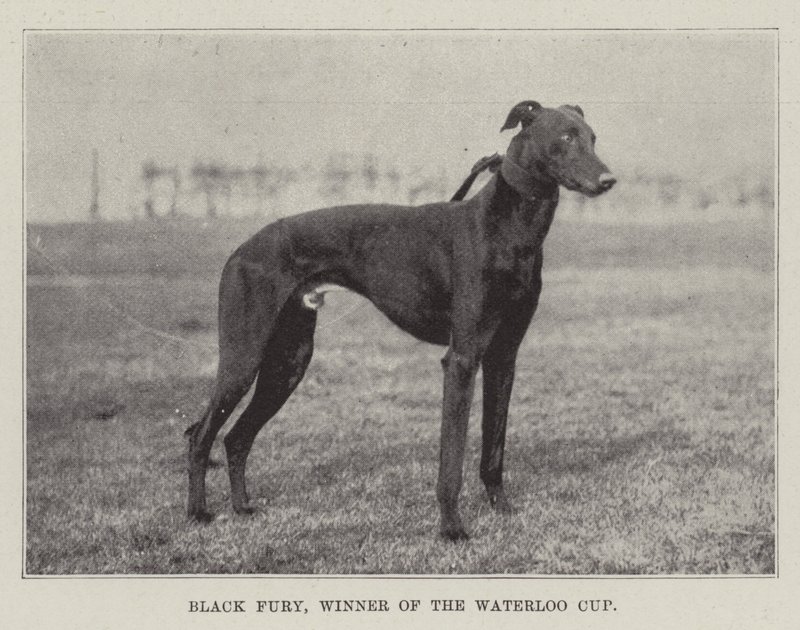 ウォータールーカップの優勝者、ブラックフューリー 作： 英語の写真家