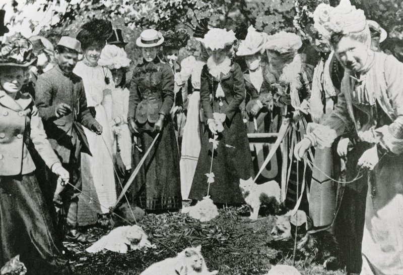 1900年にウェストミンスターの王立植物園で猫ショー 作： 英語の写真家