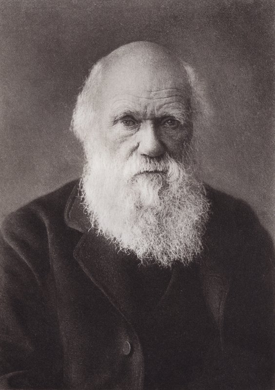 チャールズ・ダーウィン、ポートレート、1880年頃（モノクロ写真 作： 英語の写真家