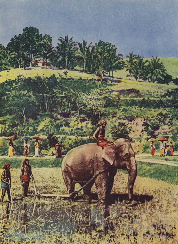 インドの田んぼを耕すのを手伝う象 作： 英語の写真家