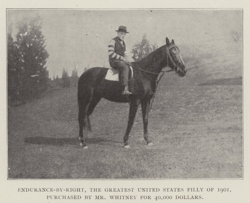 ホイットニー氏が40,000ドルで購入した、1901年の米国最大のフィリーである右の持久力 作： 英語の写真家