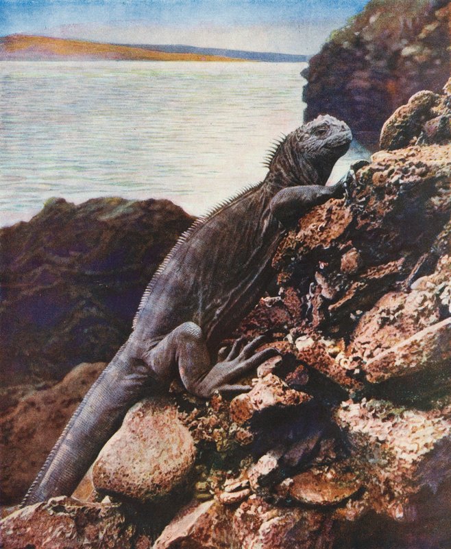ガラパゴス諸島の海イグアナ（カラー写真） 作： 英語の写真家