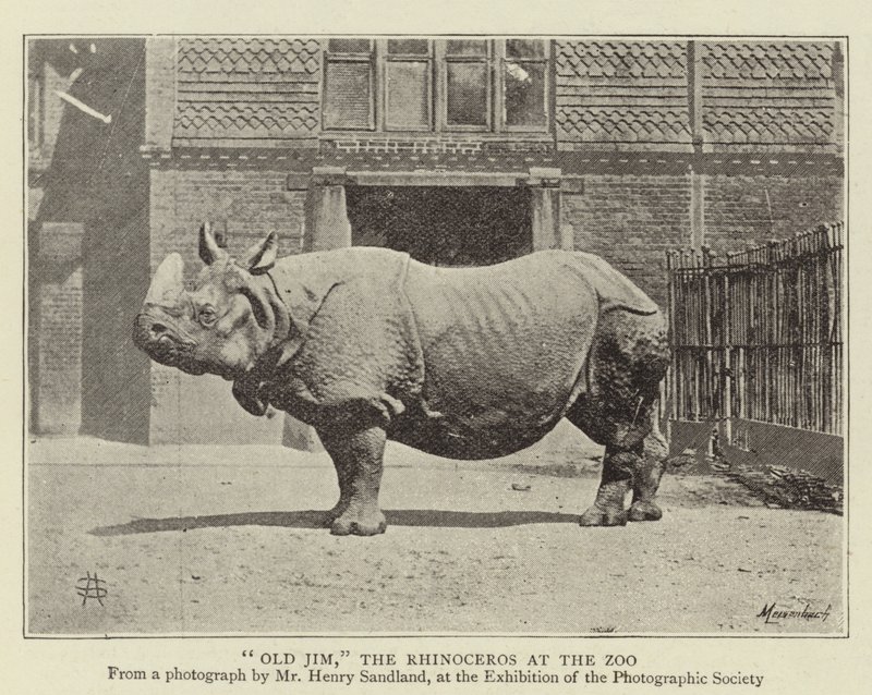 動物園のサイ、オールドジム 作： 英語の写真家