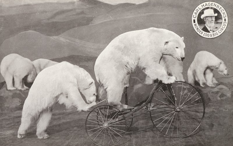 三輪車に乗るホッキョクグマ（Carl Hagenbeck