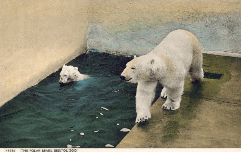 ホッキョクグマ、ブリストル動物園（写真） 作： 英語の写真家