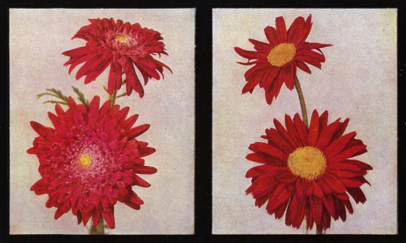 除虫菊、ケルウェイのロードローズベリーとラングポートスカーレット（写真 作： 英語の写真家