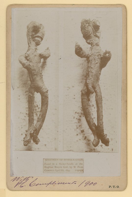 わさびの標本 作： 英語の写真家
