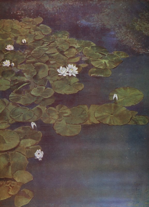 白い睡蓮（写真） 作： 英語の写真家