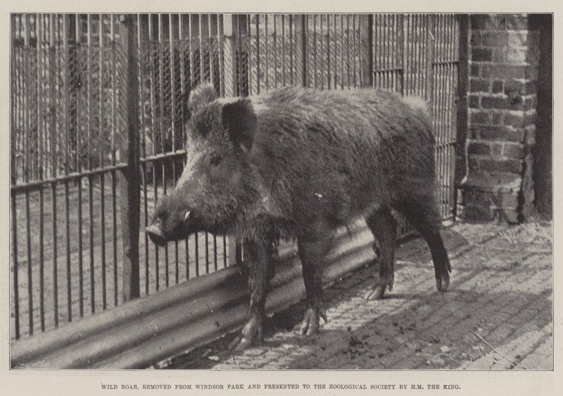 ウィンザーパークから削除され、HM王によって動物学協会に贈られたイノシシ 作： 英語の写真家