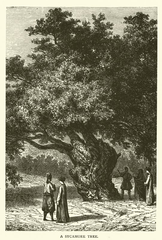 A Sycamore Tree (carving) 作： 英語学校