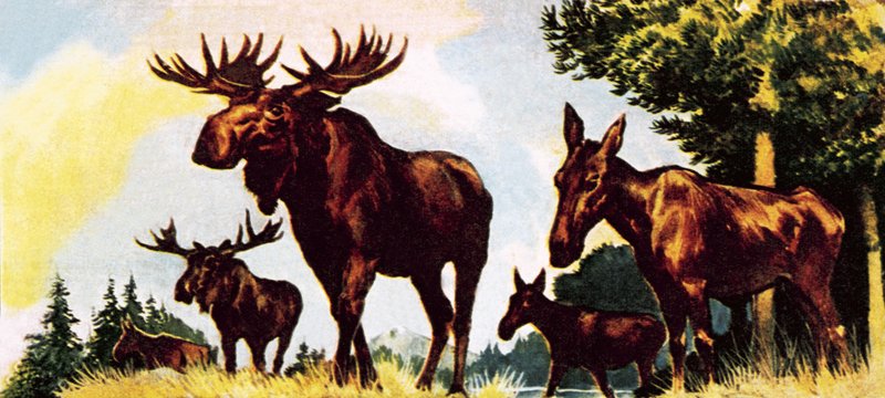 ヘラジカの一団 作： 英語学校