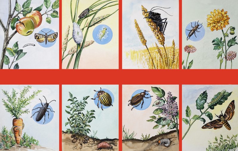 あらゆる種類の害虫 作： 英語学校
