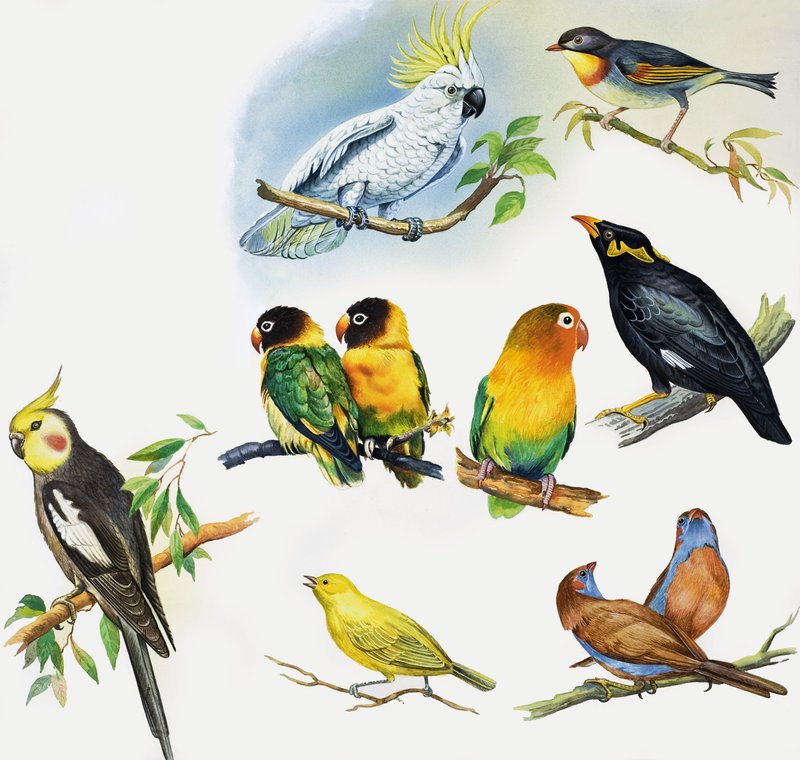 あらゆる種類のペットの鳥 作： 英語学校