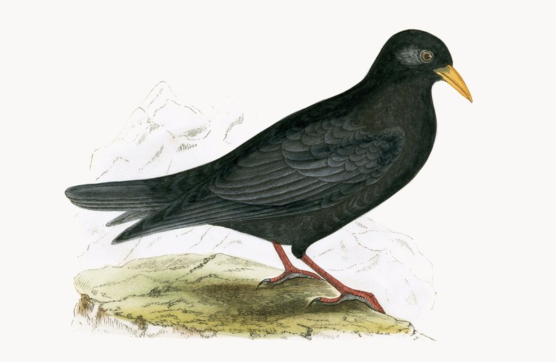 チャールズロバートブリー（1811-86）による「イギリス諸島では観察されないヨーロッパの鳥の歴史」からのイラスト、1867年出版のアルパインチャフ 作： 英語学校