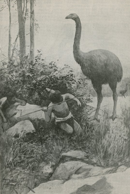 ニュージーランドの絶滅した住民 作： 英語学校