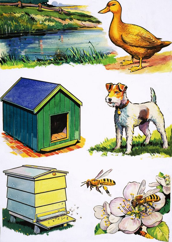 動物とその家 作： 英語学校