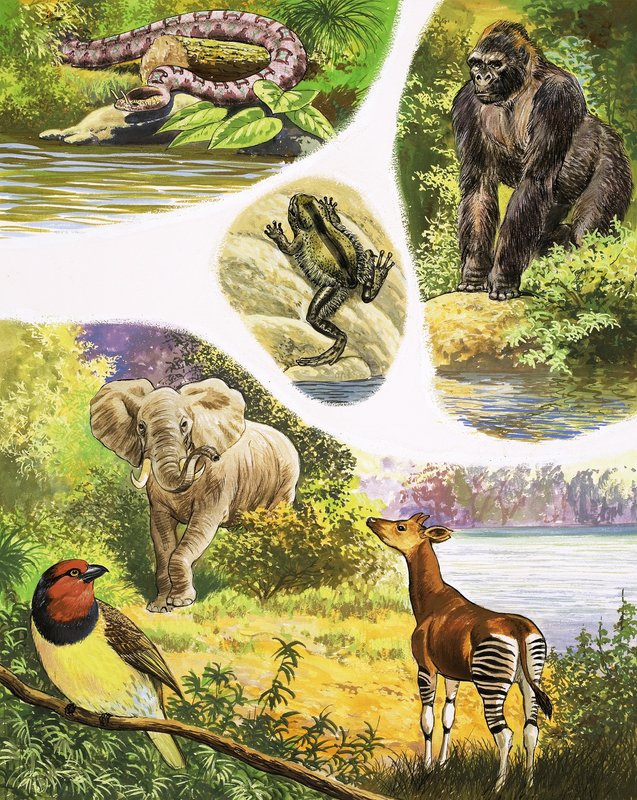 コンゴで見つけるかもしれない動物 作： 英語学校