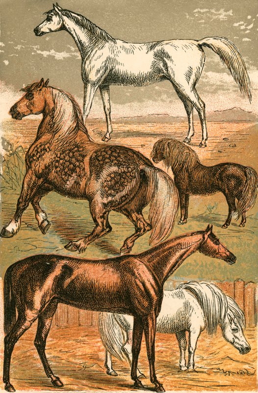 アラブ馬、カート馬、競走馬、シェトランドポニーとポニー 作： 英語学校