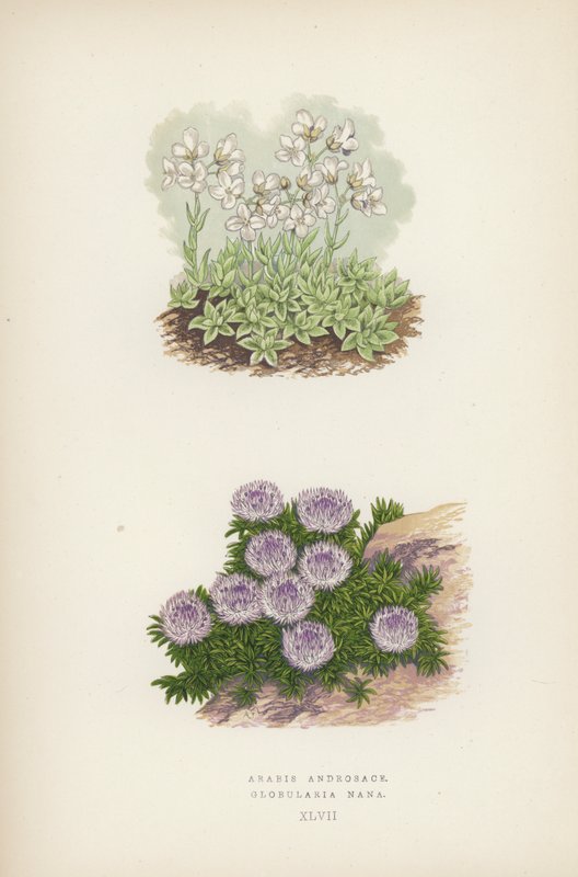 Arabis Androsace; Globularia Nana (カラーリトグラフ) 作： 英語学校