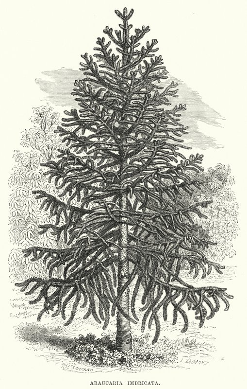 Araucaria Imbricata (彫刻) 作： 英語学校