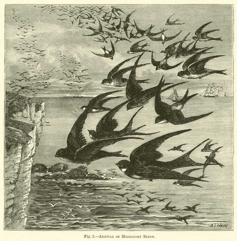 渡り鳥の到着 作： 英語学校