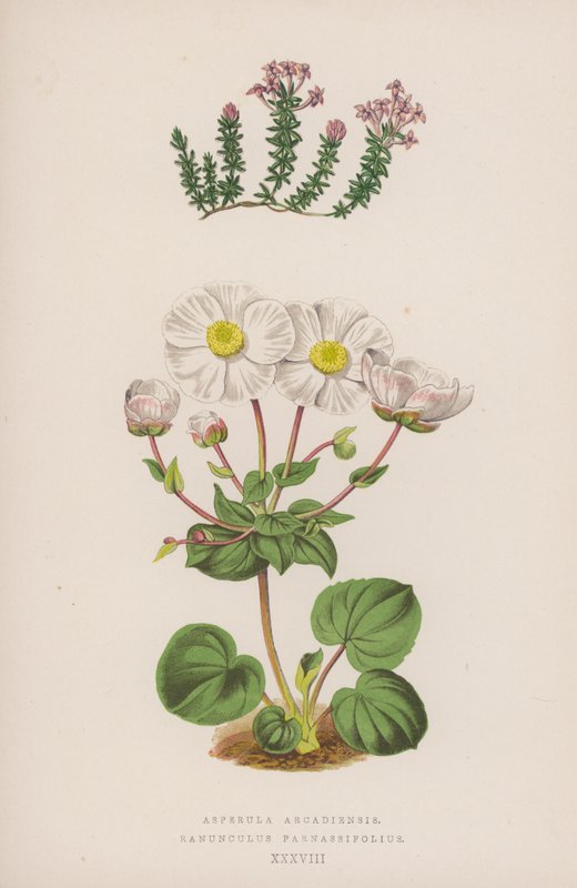 Asperula Arcadiensis; Ranunculus Parnassifolius（カラーリトグラフ） 作： 英語学校