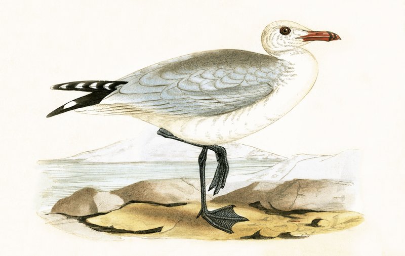 オードウィンのカモメ、チャールズロバートブリー（1811-86）による「イギリス諸島では観察されないヨーロッパの鳥の歴史」のイラスト、1867年発行 作： 英語学校