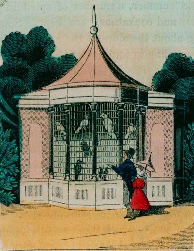 ロンドン動物園のオウムとオウムの鳥小屋。 1840年代 作： 英語学校