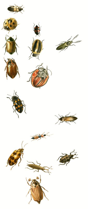 カブトムシ 作： 英語学校