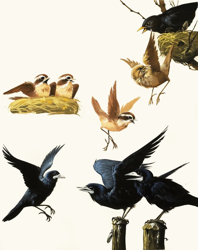 鳥のモンタージュ 作： 英語学校