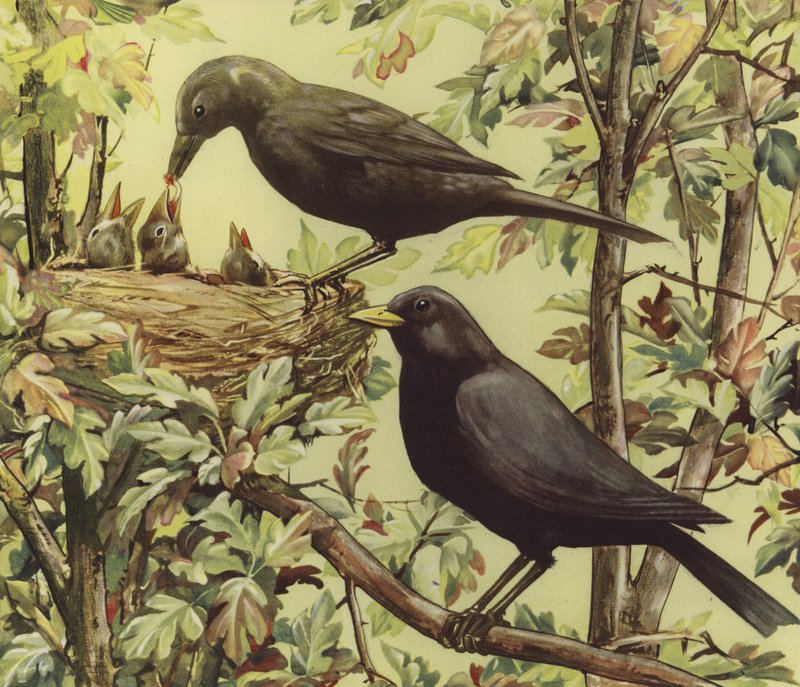 鳥の巣（カラーリトグラフ） 作： 英語学校