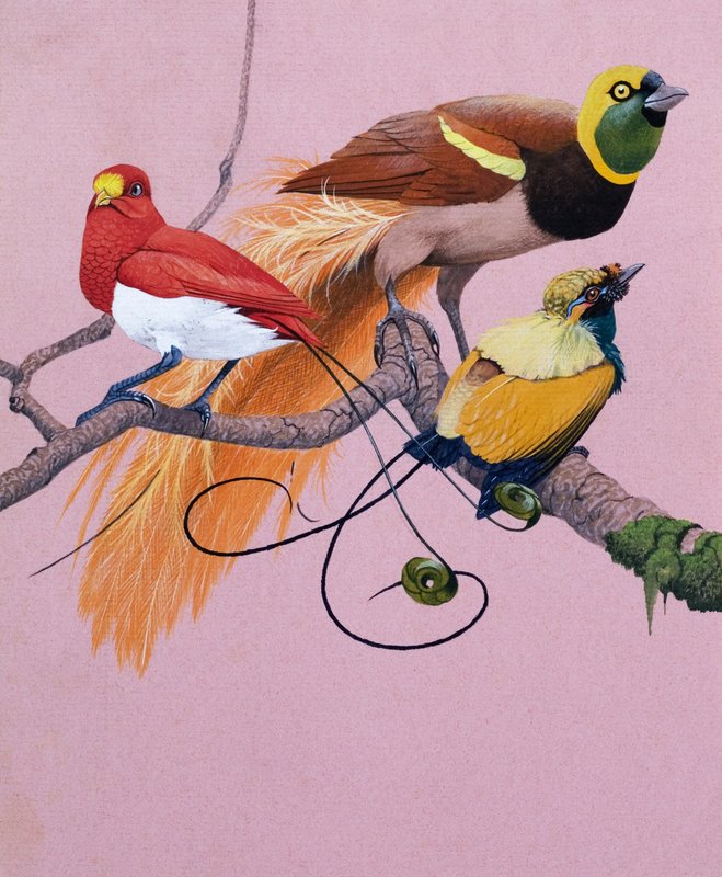 楽園の鳥（紙にグワッシュ） 作： 英語学校