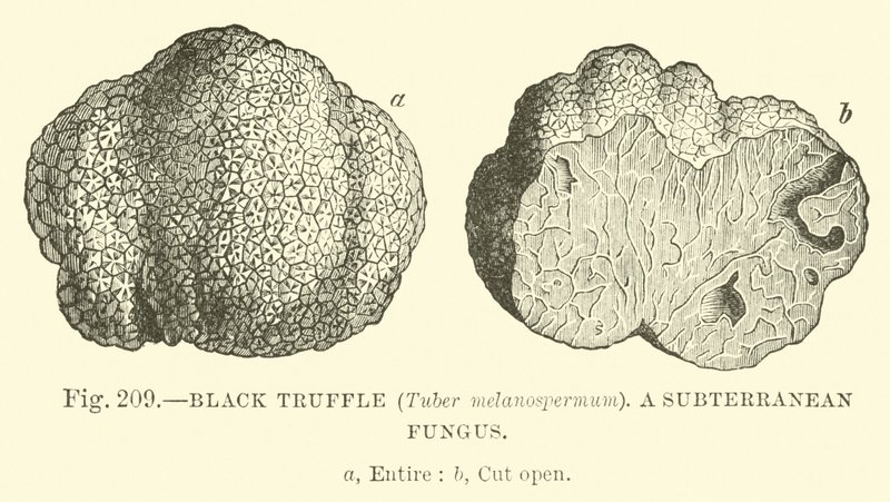 黒トリュフ（Tuber melanospermum）;地下菌 作： 英語学校