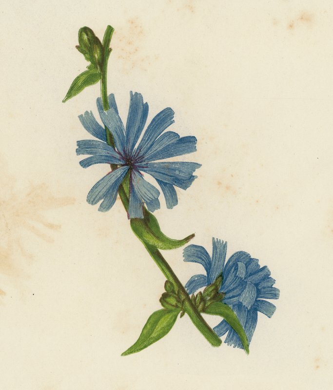 ブルーサコリー、シコリウム・インティバス（カラーリトグラフ） 作： 英語学校