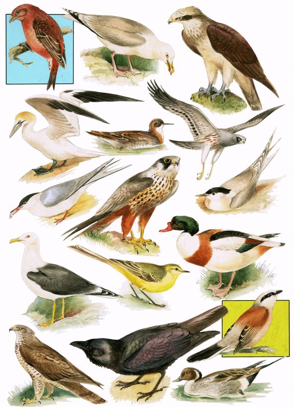 イギリスの鳥 作： 英語学校